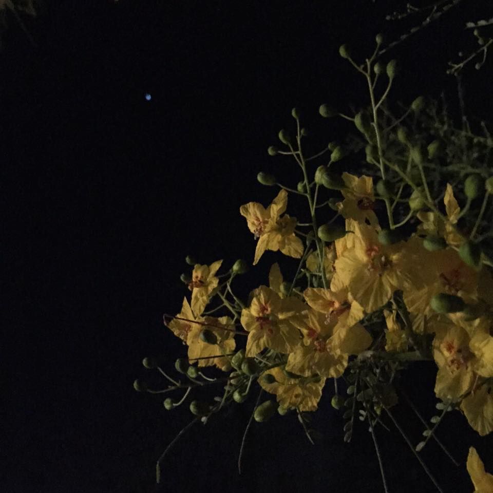 Palo verde trees